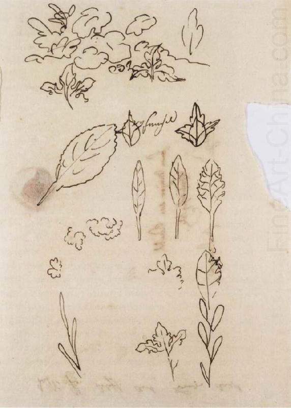 Johann Wolfgang von Goethe Leaf shapes